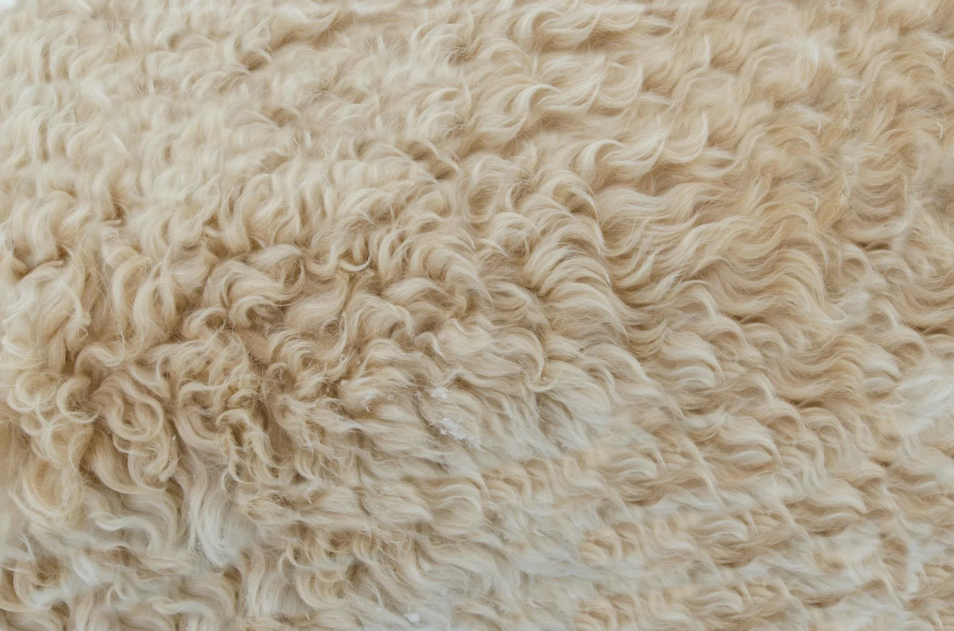Natural wool fibres showing texture for duvet filling